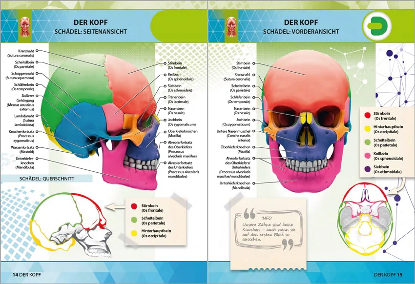 Anatomie 4D - die menschlichen Organe - Image 4