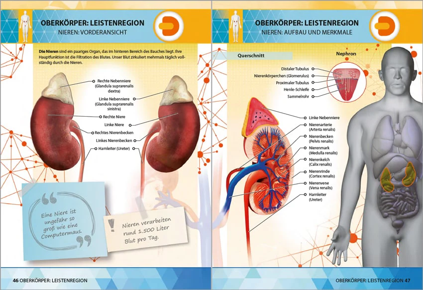 Anatomie 4D - die menschlichen Organe - Image 5