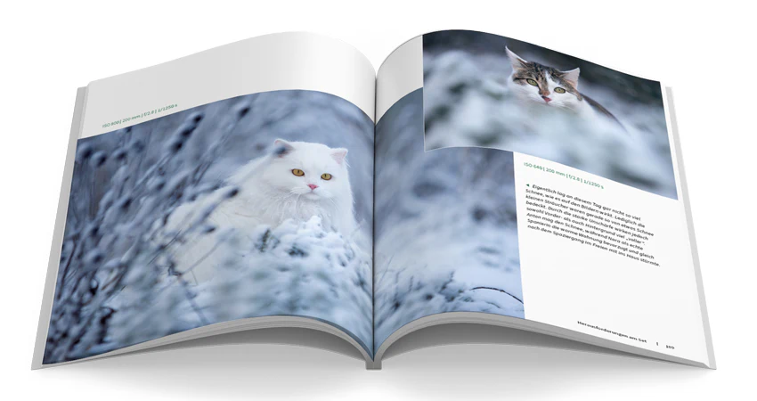 Haustiere perfekt fotografieren - Image 6