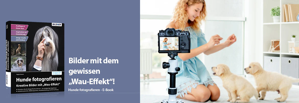 Hunde fotografieren - Image 2