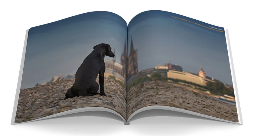 Hunde fotografieren - Image 3