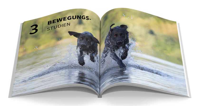 Hunde fotografieren - Image 4
