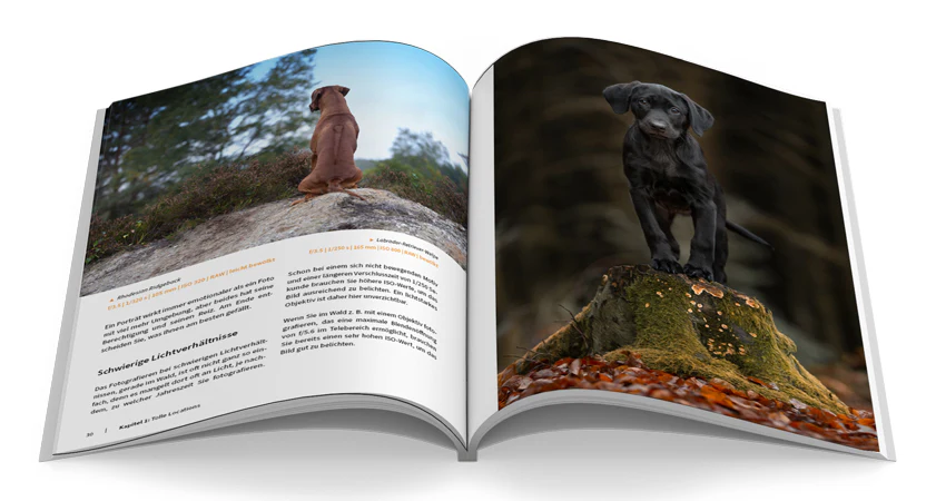 Hunde fotografieren - Image 5