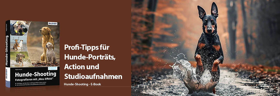 Hunde-Shooting - Image 2