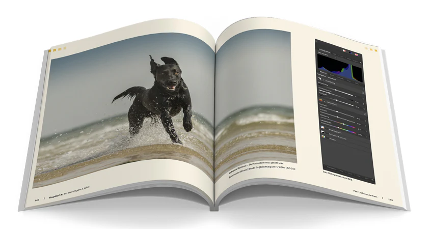 Hunde-Shooting - Image 3