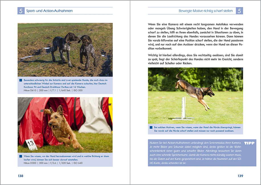 Hundefotografie - Image 3