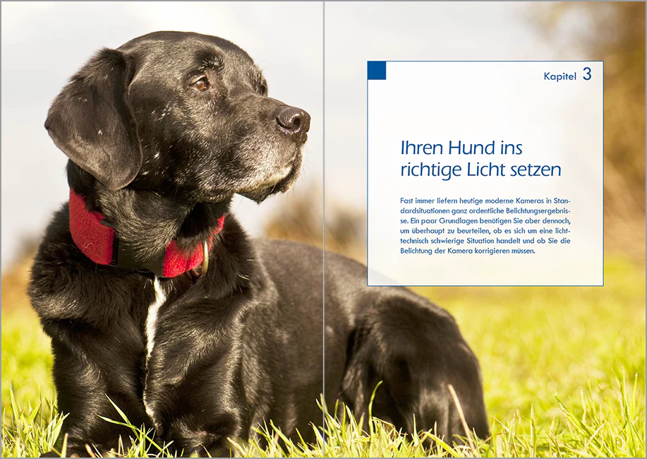 Hundefotografie - Image 4