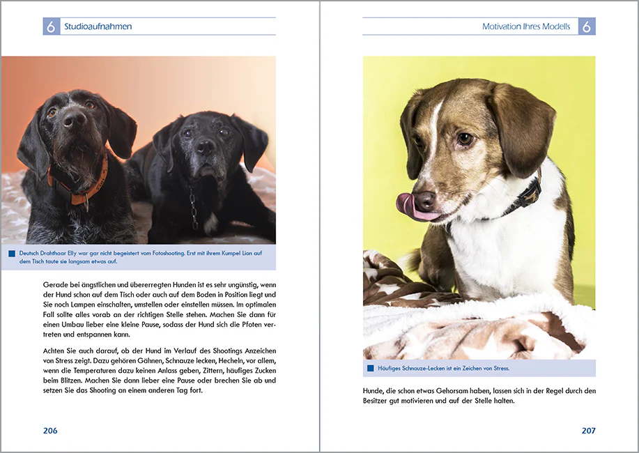 Hundefotografie - Image 5
