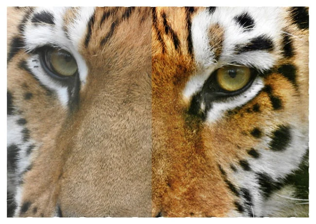 Photomizer 3 Premium - Image 7