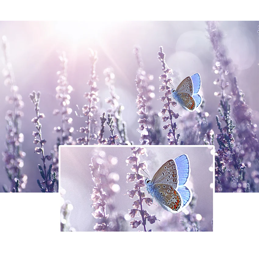 Photozoom 8 professional - Image 3