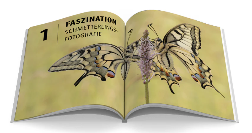 Schmetterlinge - Image 3