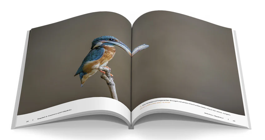 Tierische Momente fotografieren - Image 3