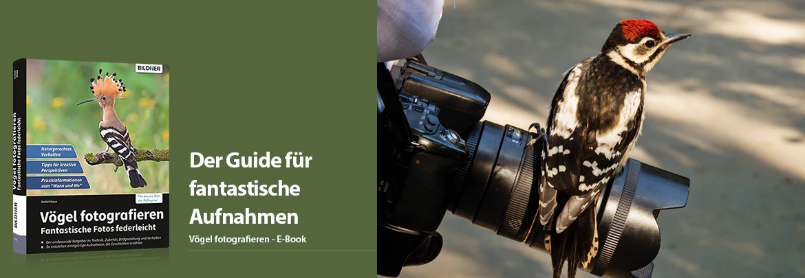 Vögel fotografieren - Image 2