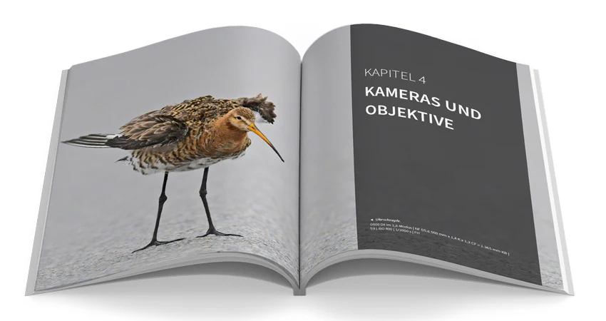 Vögel fotografieren - Image 4
