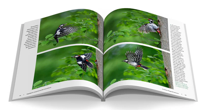 Vögel fotografieren - Image 6